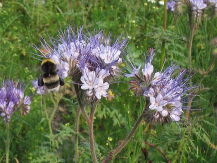 Siderate Phacelia как да засадят и кога да засадят