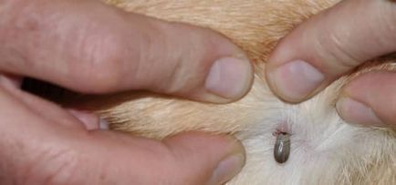 Симптомите на пироплазмозата при кучета
