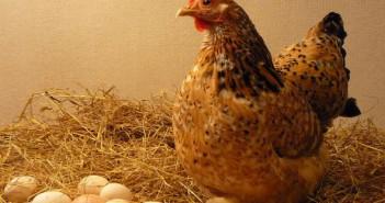 Колко яйца кокошката носи ден, седмица, месец, година