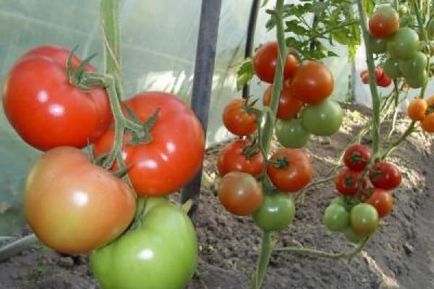 Степен име доматен градина расте!