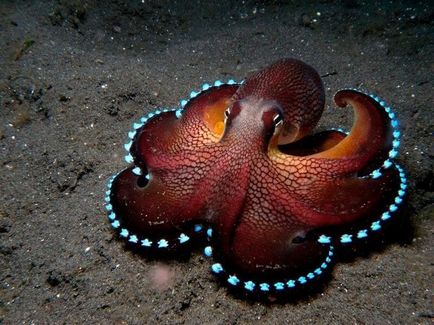 Фибоначи спирала (Nature) Фибоначи спирала