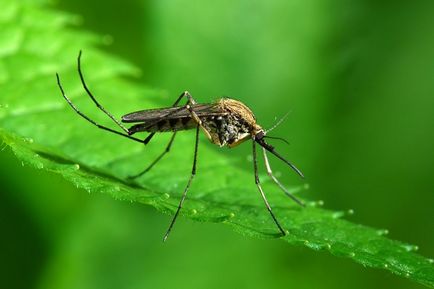 Отблъскващи комарите у дома - как да се отървете от народната медицина, които се страхуват от комари,