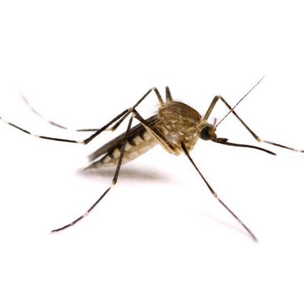 Отблъскващи комарите у дома - как да се отървете от народната медицина, които се страхуват от комари,