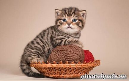 Тайгър котка (функции) дива котка