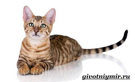 Тайгър котка (див тигър котка) дива котка