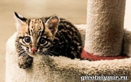Тайгър котка (котка Бриндъл) дива котка