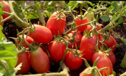Домат Рио Гранде (55 снимки) описание на сорта домати, прегледи