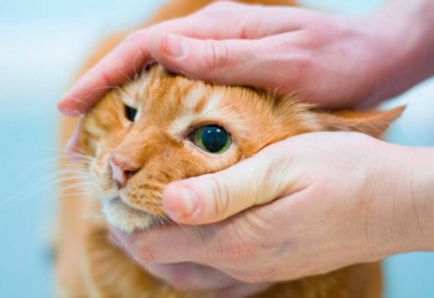 В котка тлеят очни симптоми, причини, лечение, профилактика