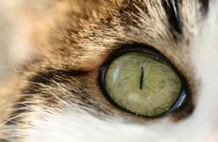 В котка тлеят очни симптоми, причини, лечение, профилактика