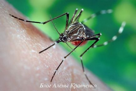 Ухапвания от комари - лечението е да се премахнат подуване, как да се помогне на детето си блог Алена Кравченко