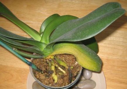 В Phalaenopsis орхидея жълт оставя обща информация, възможни причини, какво да правя, как да се