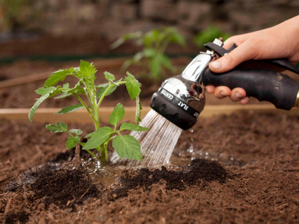 Пресаждането доматен засаждане на открито място, и как да засадят домати, как да засадят семена