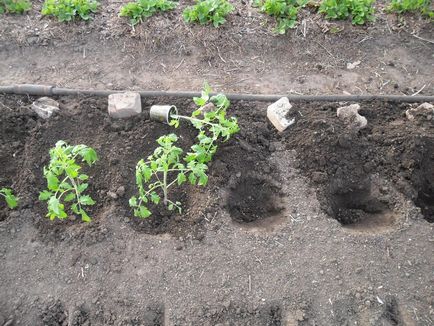 Пресаждането доматен засаждане на открито място, и как да засадят домати, как да засадят семена