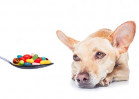 Витамини за кучета полза, разнообразие, производителите