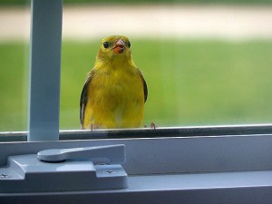 Добро или лошо предзнаменование - ако къщата долетя в птица - какво да се прави, ако птица излетя през прозореца,