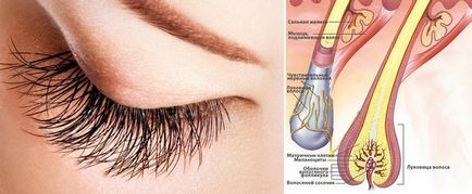 Ечемик на окото трае много по съзряване, отколкото лечение