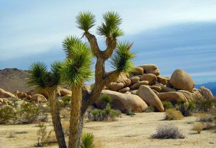 Yucca - домашни грижи, размножаване и пресаждане