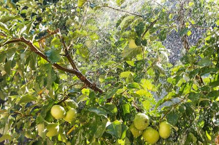 11 Тайните на добра реколта ябълка