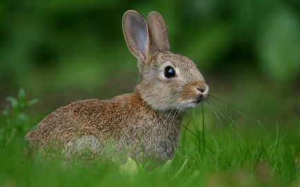15 интересни факти за зайците