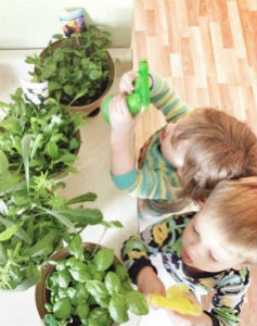 6 Най-добрите заводи за детската стая, която растения не са подходящи за деца на растителна летливи