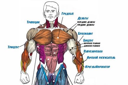 9 грешки, защо да не може да се помпа мускули на ръката