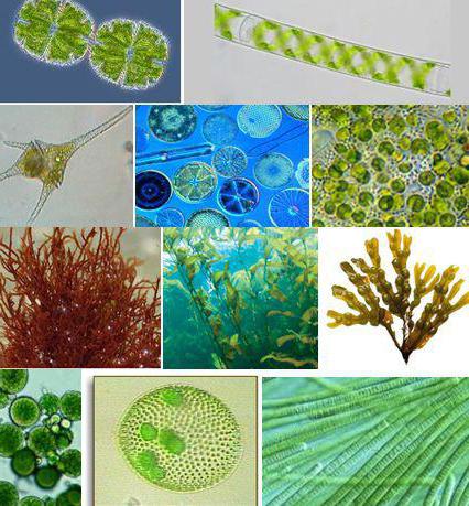 АЛГОЛОГИЯ - науката за водорасли