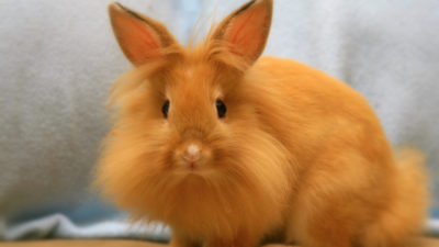 Алергичните симптоми при зайци, едно дете на декоративен заек