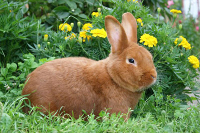 Алергичните симптоми при зайци, едно дете на декоративен заек