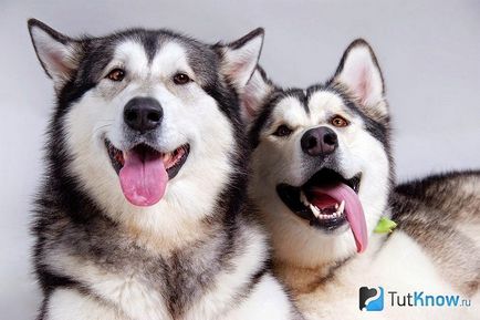 Аляски маламут характеристики куче порода