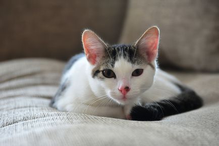 Амоксицилин за котки 1 (котки) Амоксицилин за котки 1