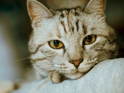 Амоксицилин за котки информация за лекарството и показания за употреба