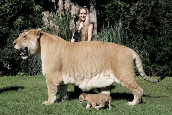 Необичайно големи животни на планетата