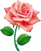 Ароматът на рози - какво роза мирише