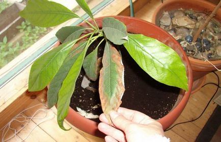 Авокадо от костите у дома, как да се засадят и да растат