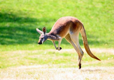 Австралийско кенгуру