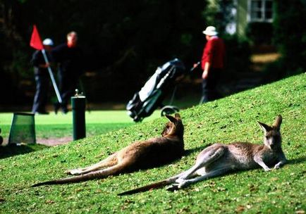 Австралийско кенгуру
