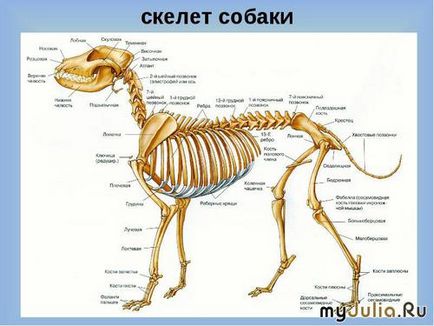 Пенисна кост морж и други нужди в дневника на битови ями Group - в прекрасния свят на групата -