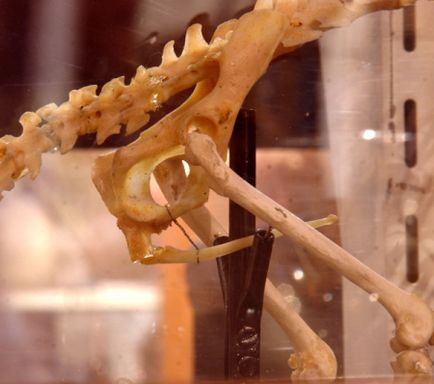 Пенисна кост - изгубеното наследство на човечеството