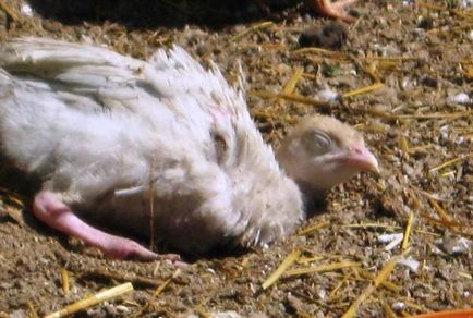 Baykoks инструкции за употреба на пилетата и възрастни птици