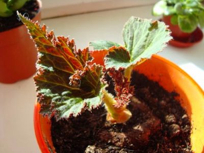 Begonia размножаване чрез резници във вода лист у дома