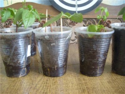 Begonia размножаване чрез резници във вода лист у дома