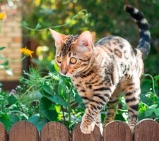 описание порода, снимки, цена котенца, мнения Бенгалия котка