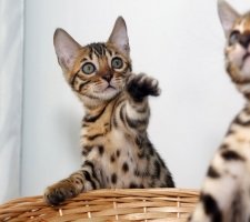описание порода, снимки, цена котенца, мнения Бенгалия котка