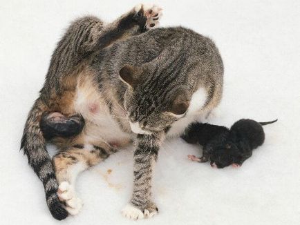 Бременност и раждане в британска котка