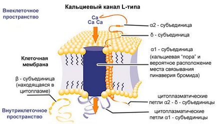 Калциев списък антагонисти на наркотици, механизма на действие, индикации