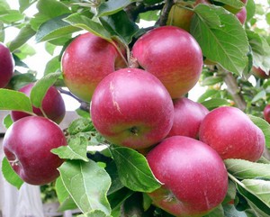 Болести и неприятели на ябълкови дървета и техния контрол