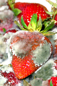 Заболявания на ягоди със снимки, описание и лечение, обичам моята градина