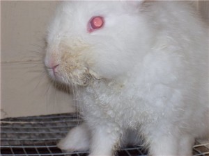 Заболявания на зайци и тяхното лечение (снимка симптоми превенция)