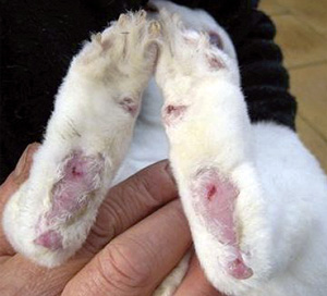 Заболявания на зайци и тяхното лечение (снимка симптоми превенция)