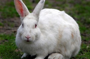 Заболявания зайци лечение и профилактика